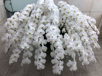 High angle view of white flowering plant