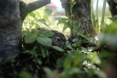 Rabbit hiding amongst plants in forest