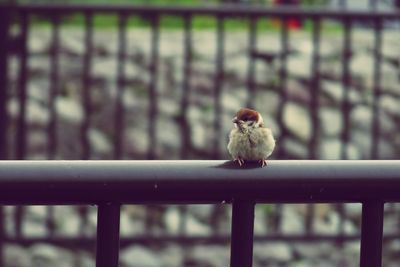 Close-up of bird perching on railing