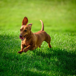 Dog on field