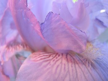 Close-up of pink flower