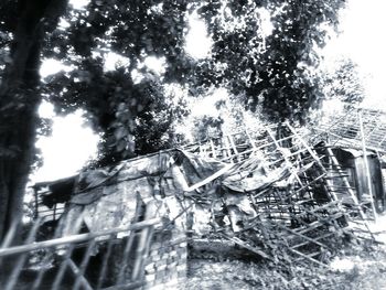 Low angle view of trees