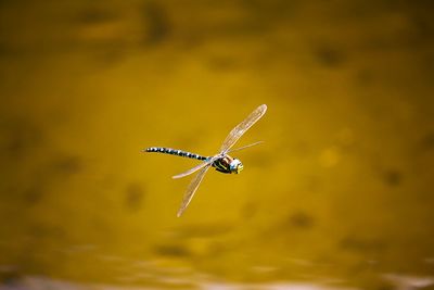 Close-up of insect against blurred background