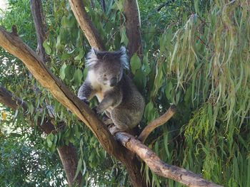 View of koala in tree