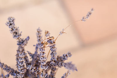 Close-up of plant