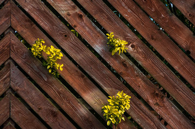 High angle view of yellow flowering plant on wood