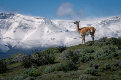 Deer standing on mountain