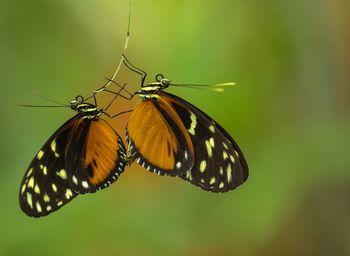 Close-up of butterfly pollinating