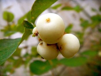 Close-up of white flowers