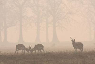 Horses in a field