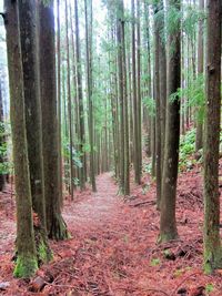 Scenic view of trees in forest