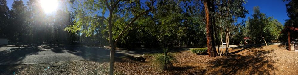 Scenic view of forest against bright sun