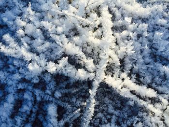 High angle view of frozen plants on field