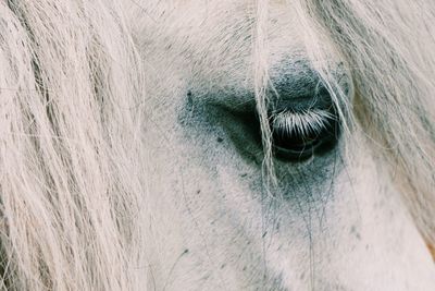Close-up of a horse