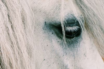 Close-up of a horse eye