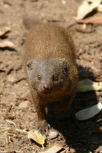 Portrait of mongoose at kruger national park