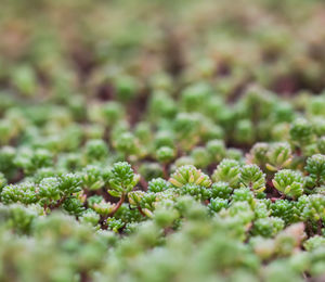 Full frame shot of plants