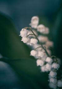 Close-up of white flowering plant