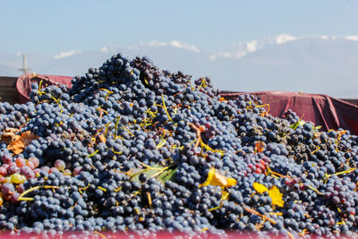 Grapes against sky during sunny day