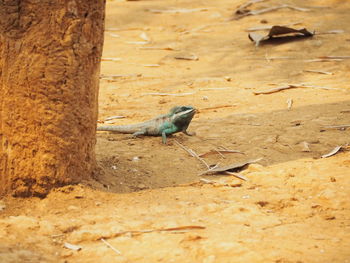 View of birds on land