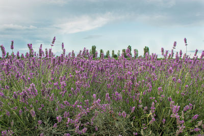 Purple flowering plants on field against sky