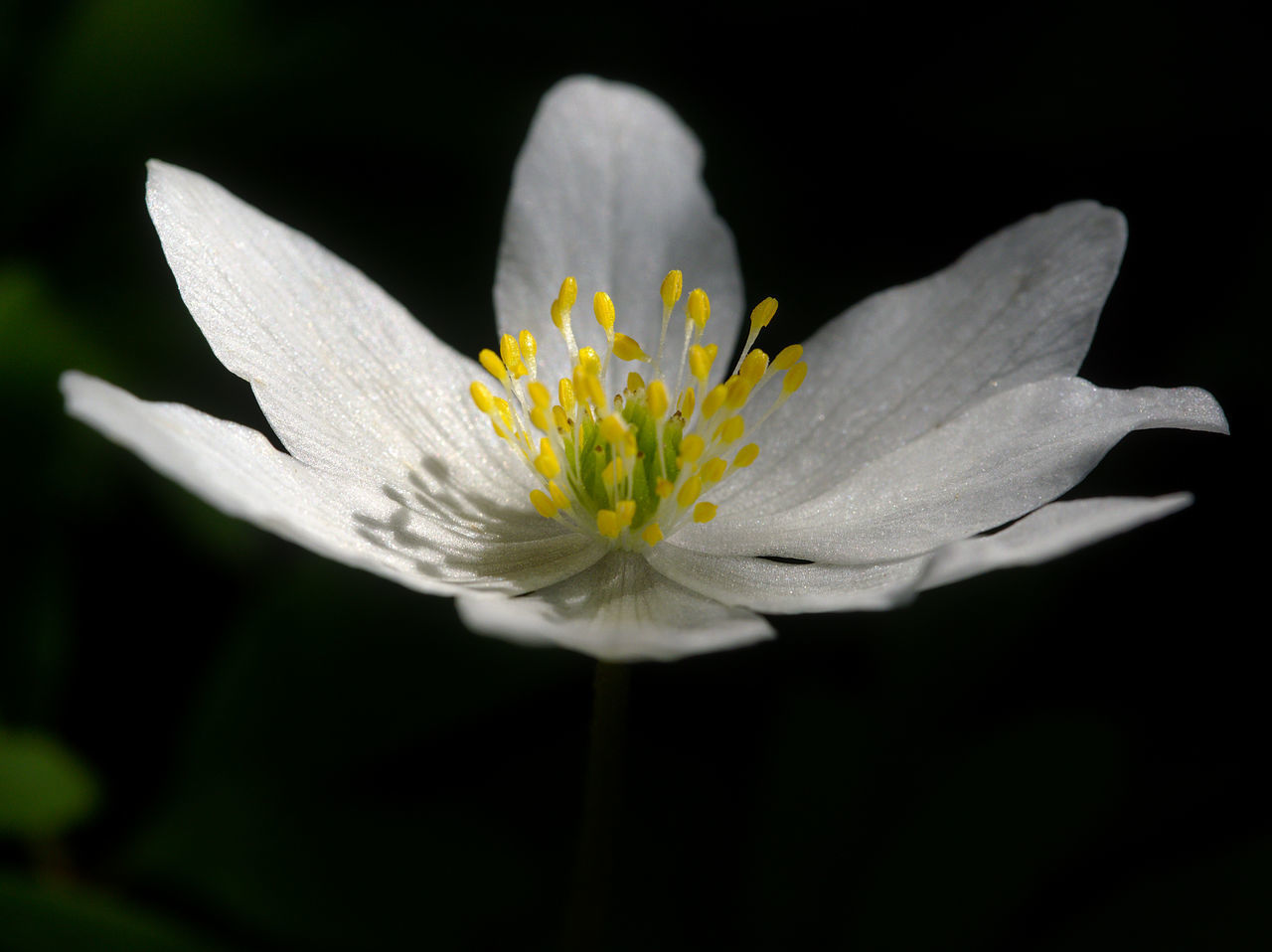 CLOSE-UP OF YELLOW FLOWERING PLANT