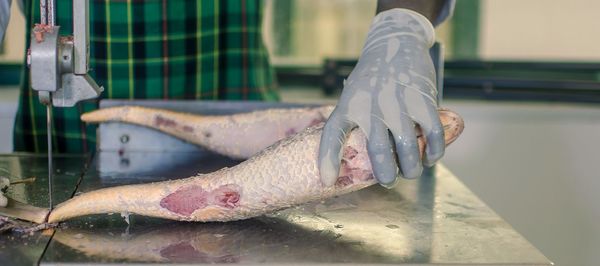 Close-up of hand holding fish