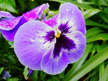 Close-up of purple flower blooming outdoors