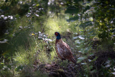 Close-up of bird on field