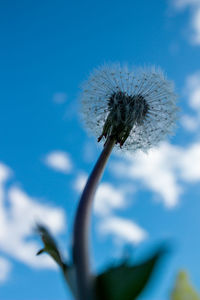 Close-up of dead plant