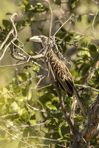 Close-up of bird perching on branch