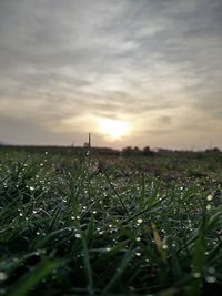 Surface level of grass on field against sky during sunset