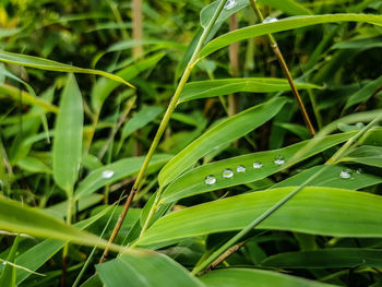 Close-up of wet grass