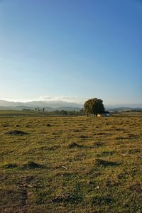 Scenic view of field against clear sky