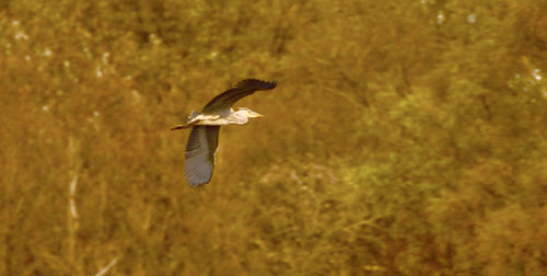 Close-up of a bird