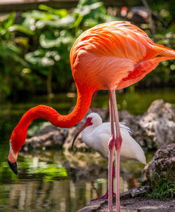 Flamingo  in a lake