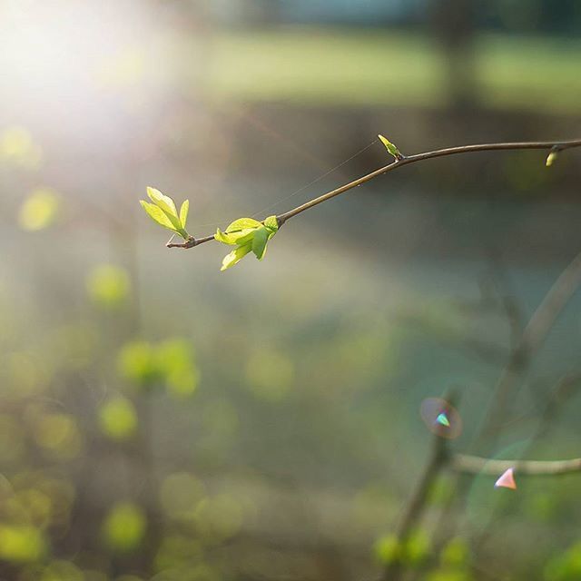 leaf, focus on foreground, plant, growth, close-up, green color, insect, nature, selective focus, animal themes, stem, one animal, twig, fragility, beauty in nature, animals in the wild, freshness, bud, wildlife, outdoors