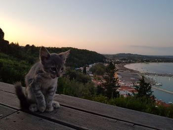 Cat sitting by the lake against sky during sunset
