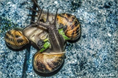 Close-up of snail