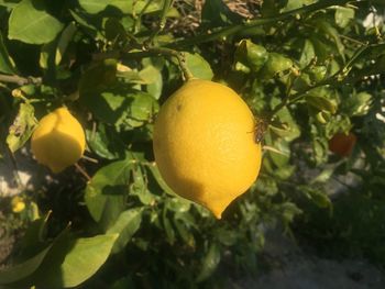 Close-up of fruit growing on tree