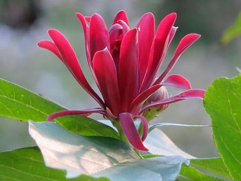 Close-up of pink flower