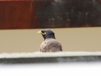 Close-up of bird looking away
