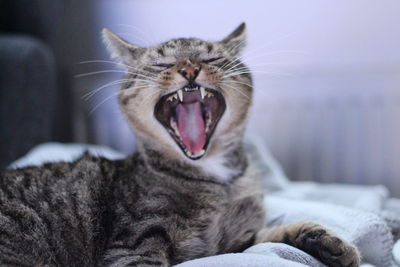 Close-up of cat yawning