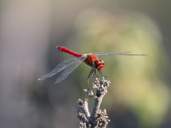 Close-up of insect on twig