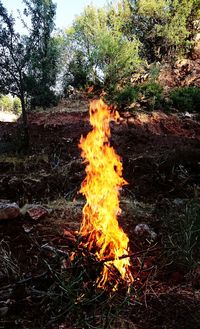 Close-up of bonfire on field in forest
