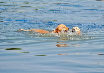 Dog swimming in water