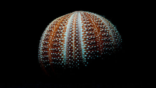 Close-up of illuminated plant against black background