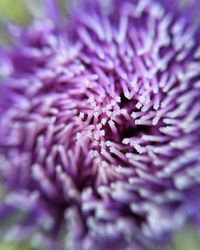 Close-up of purple flower