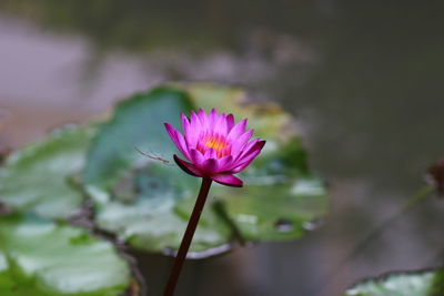 Close-up of pink water lily blooming on pond
