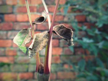 Close-up of wilted plant against wall